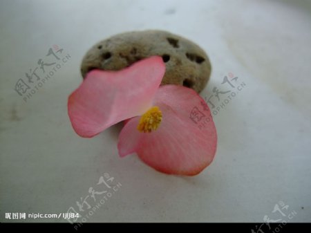 石头上的海棠花图片