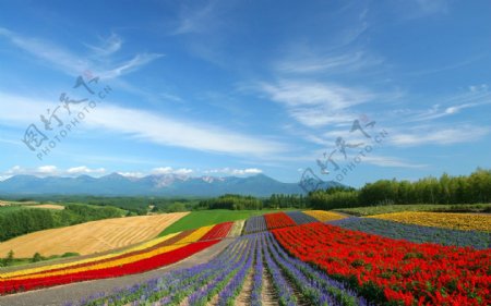 富良野的彩色田园图片