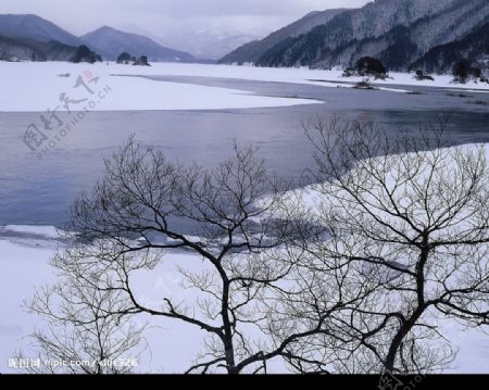雪地枯树大山湖图片