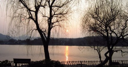 西湖傍晚的树图片