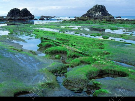 海滩绿苔图片