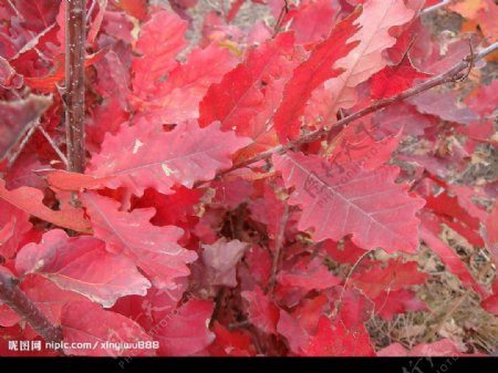 难得一见的红柞树叶子图片
