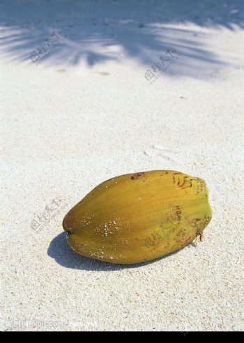 海滩风光木瓜图片