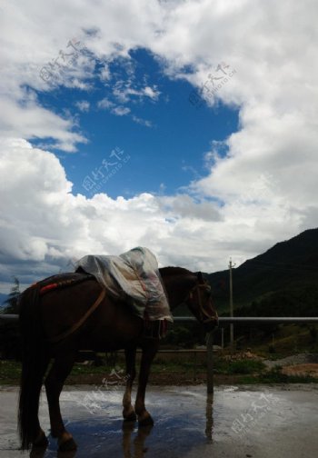 云南丽江玉水寨山坡上的马匹图片