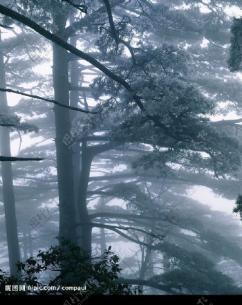 迷雾松林图片