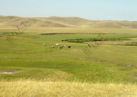 草原和牛群图片