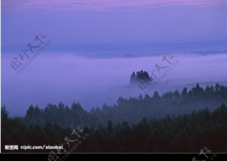 云雾森林图片