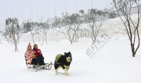 狗拉雪橇图片