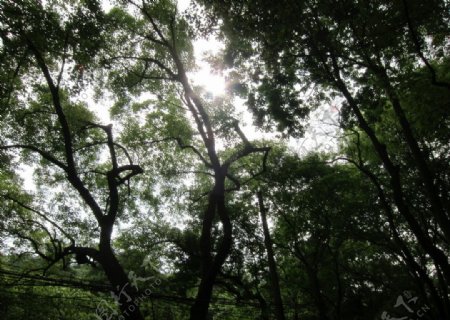 杭州玉皇山5月树荫图片