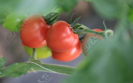 西红柿摄影图图片
