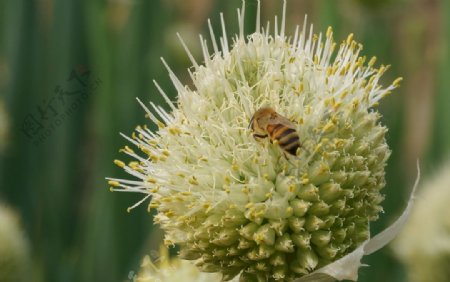 大葱花上的蜜蜂图片