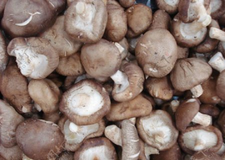 香菇菇类图片