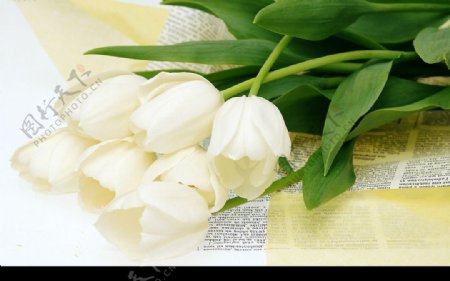 白色郁金香符合手册印刷标准图片