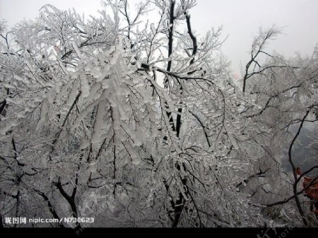 百年不遇的冰树奇景图片