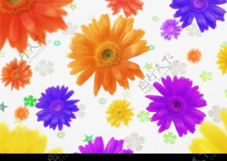 花朵背景素材图片