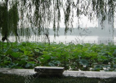 大明湖一角图片