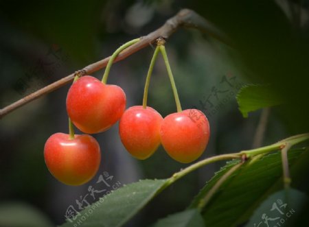 红樱桃图片