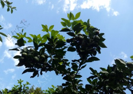 果树与蓝天图片