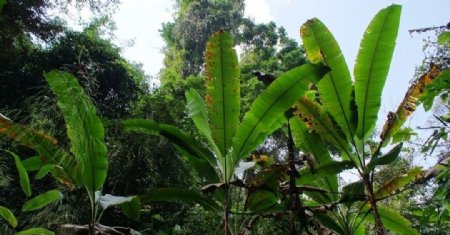版纳雨林谷的阔叶植物图片