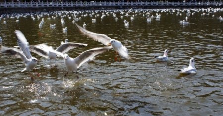 翠湖海鸥图片