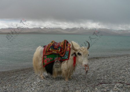西藏的白牦牛图片