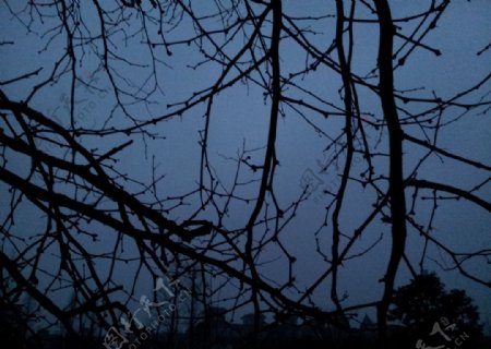 夜色树枝图片