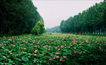 滕州微山湖红荷湿地图片