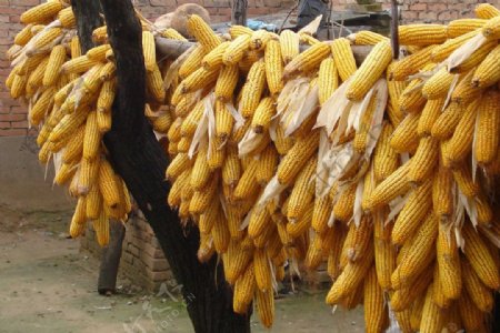 农家玉米图片