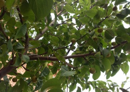 梨树摄影图片