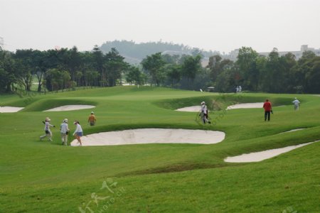 高尔夫草地球道高尔夫球场树林绿色商务生态摄影素材图片