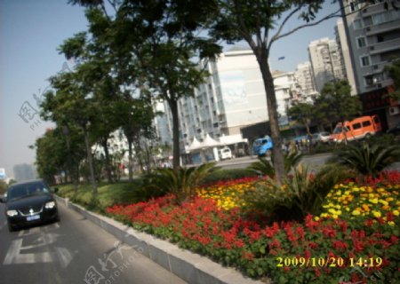2009道路绿化金奖钱江路景观照片图片