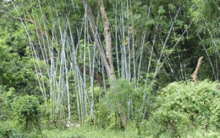 福获村中的竹林图片