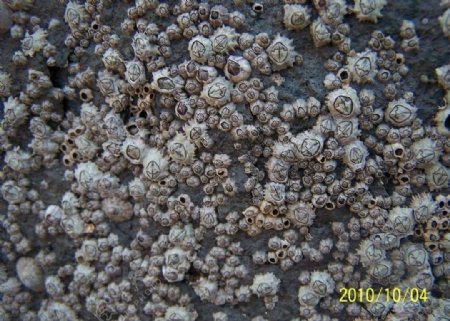 海洋岩石虫图片