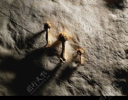化石标本蘑菇图片
