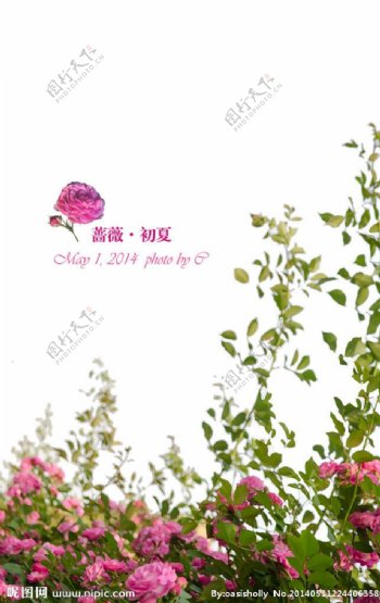 蔷薇封面图片