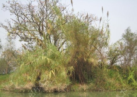 西溪湿地柿树芦苇图片