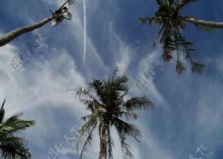 桃花岛上的椰子树图片