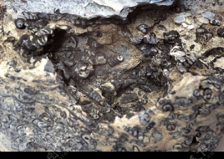 化石标本石头图片