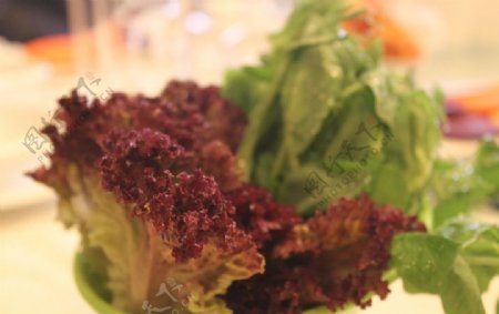 蔬菜香麦油麦菜紫苏图片
