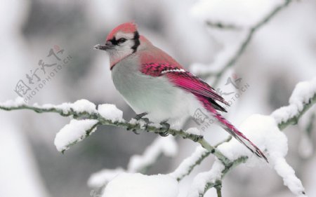 粉色的鸟图片