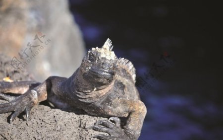 海鬣蜥图片