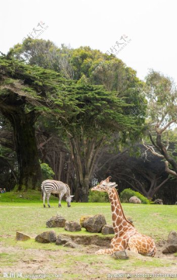 旧金山动物园里的长颈图片