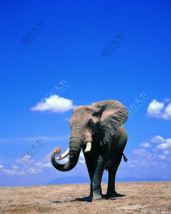 大象图片