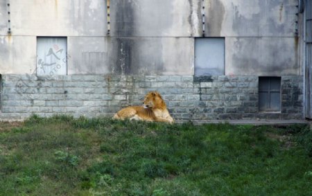 狮虎兽图片