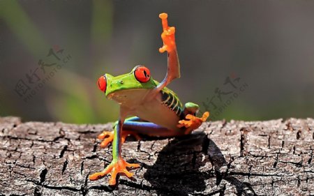 树蛙图片