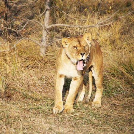 怒吼的狮子图片