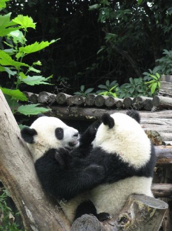 相互安慰的熊猫图片
