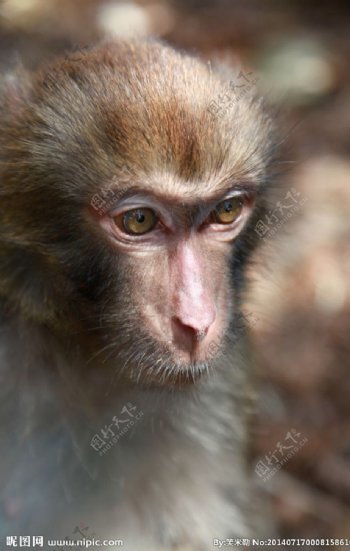 庐山野生猕猴图片