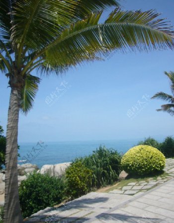 三亚海边椰树图片