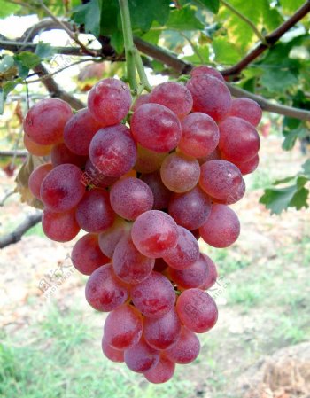 葡萄品种红玫瑰图片